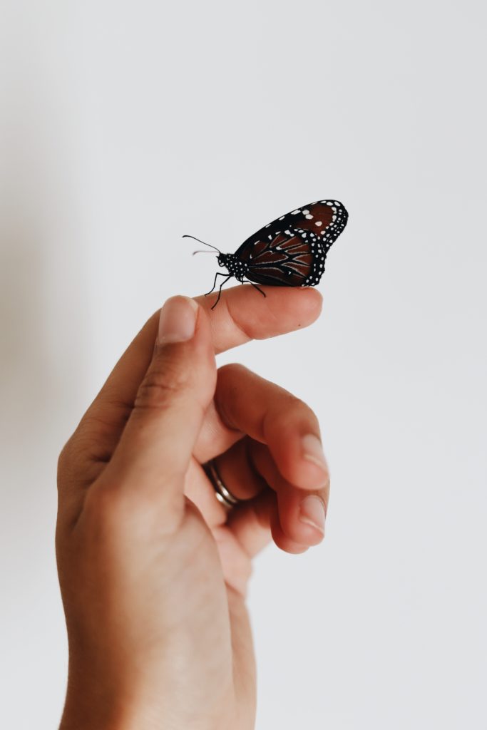 a butterfly on a persons finger
