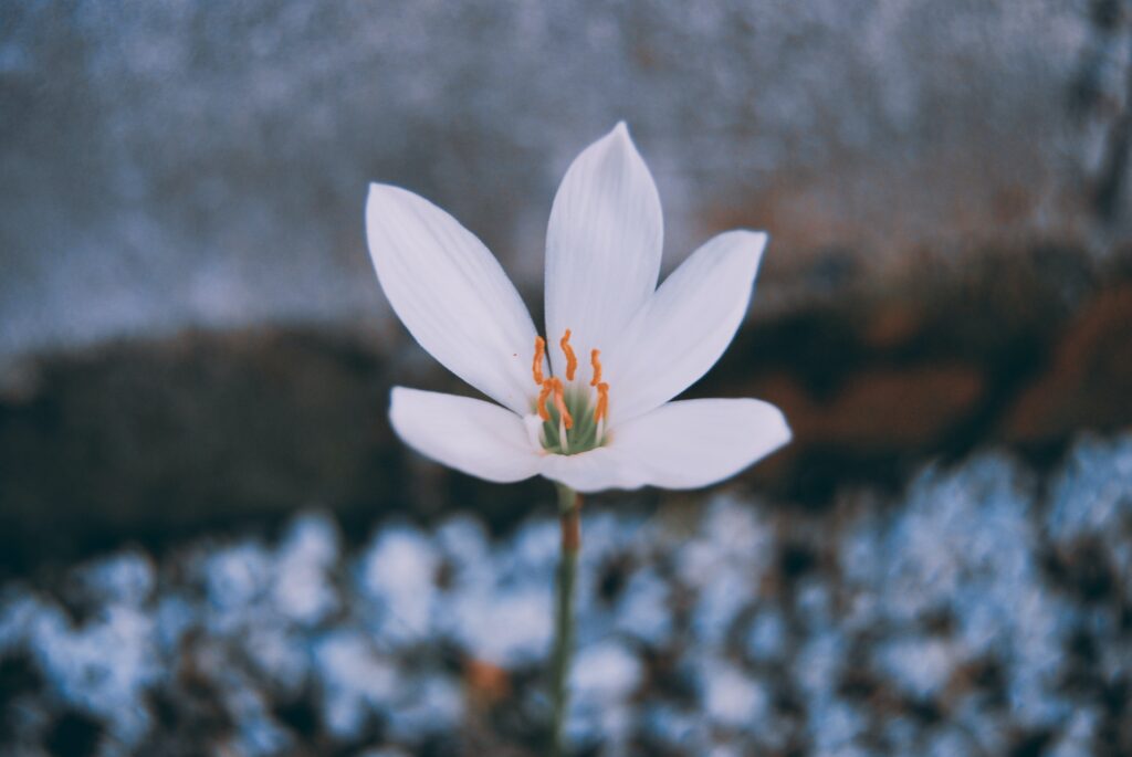 Flower in snow