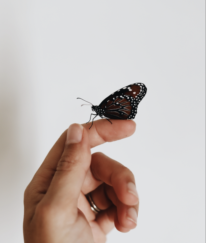 Butterfly on a hand